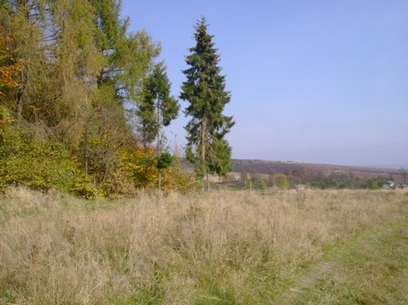 лози 26.10.2008/DSC03740