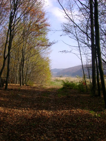 лози 26.10.2008/DSC03745