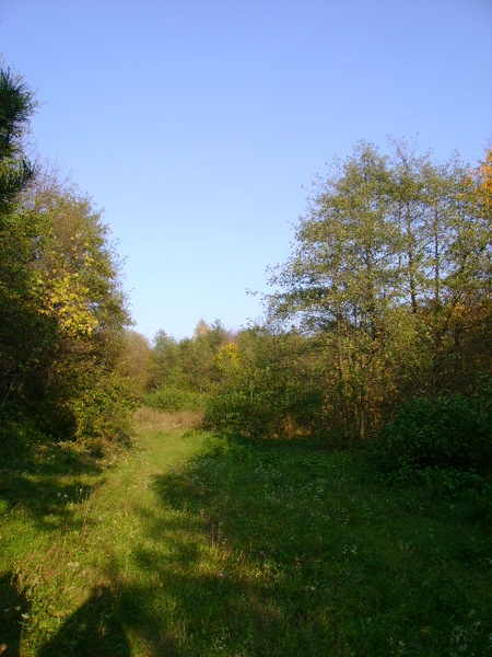 лози 26.10.2008/DSC03966