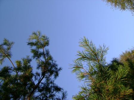 лози 26.10.2008/DSC03967