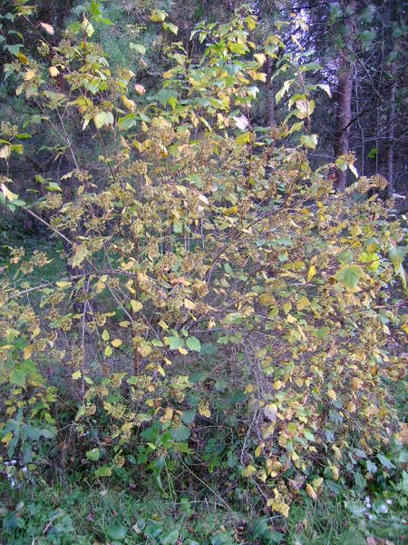 лози 26.10.2008/DSC03968