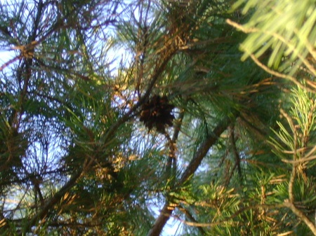 лози 26.10.2008/DSC03972